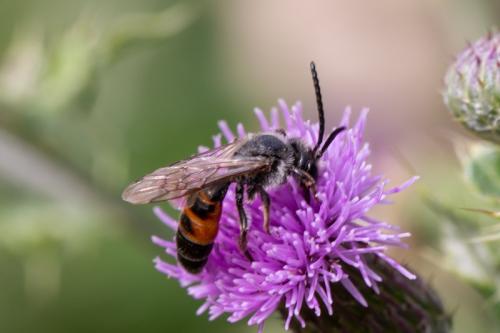 Andrena rosae